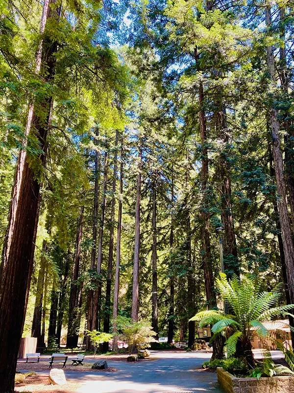 home-central-location-trees a picture of the redwoods and a paved path